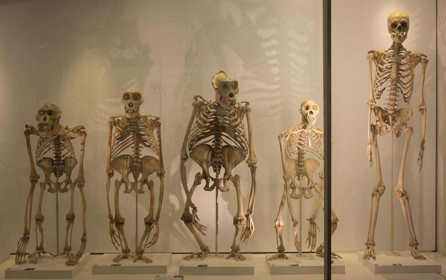 Great_ape_skeletons_in_the_Museum_of_Zoology,_University_of_Cambridge